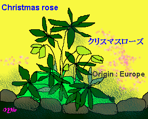 Christmas rose gif