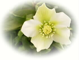 Christmas rose jpg